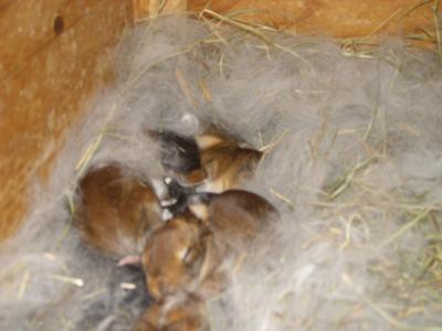 quelques jours après la naissance, toujours dans le nid